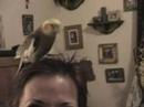 Fergus, my first bird