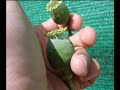 Papaver somniferum iberica