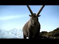 Graubünden Bünder-Staibock-Werbung 3 Graubünden Bünder-Staibock-Werbung 3