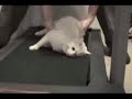 Cats on a treadmill Cats on a treadmill