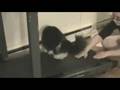 Cats on a treadmill