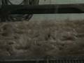 videos de Olive Picking Activity - Zaytouneyat