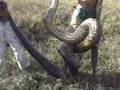 Man wrestles huge anaconda