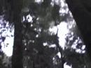 Bonobos in Salonga National Park (no v/o)