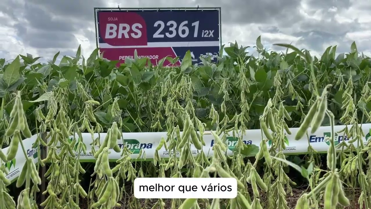 BRS 2361 i2X - Lançamento da safra 24/25