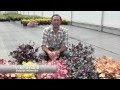 Heuchera Perennials - 2012 Plant of the Year