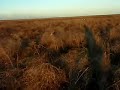 cat/pointer bailing