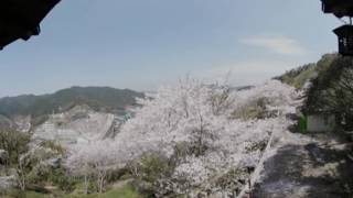 鶴田ダムの桜VR動画