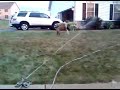 Rocky the Wonder Dog vs. The Sprinkler