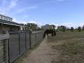 Debbie-my new horse