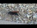 Tarantula Hawk wasp -- Avispa enorme Tarantula Hawk wasp -- Avispa enorme