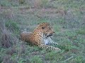 Video - Leopard and flies.AVI Video - Leopard and flies.AVI