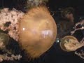medusas