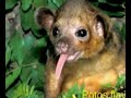 Animales muy extraños Animales muy extraños
