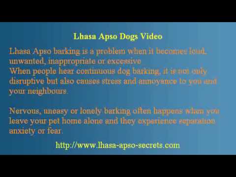 how to train lhasa apso puppies