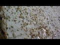 Amphipod Crustacean Racing 2009 Championship