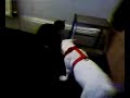 american bulldog v cat