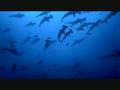Sea Shepherd - Longline Fishing Campaign - Sharkwater