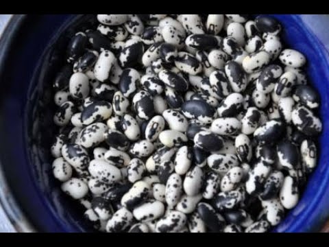 how to grow red beans