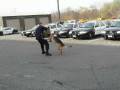 Don't Run From a K-9
