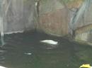 Knut spielt Wasserball/Knut plays waterpolo