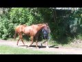 DK Racing Present Dubai Prospect