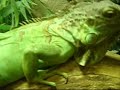 Showing lizareds and vivarium. Very cool.