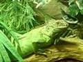 Green iguana in new Vivarium