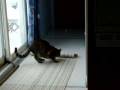 videos de Chat comique IV