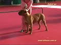 Lomas de Zamora Kennel Club, 02/03