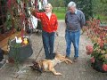 Boris, der Schäferhund Boris, der Schäferhund