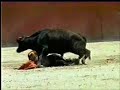 Ostias a mansalva Ostias a mansalva