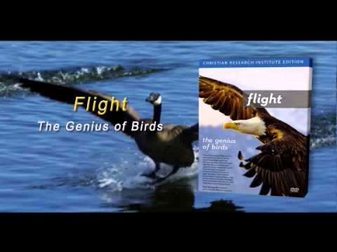 Flight: The Genius of Birds – 2