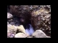 Bali Diving Part 5 Bali Diving Part 5