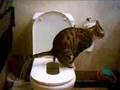 cat training toilet (large - 1)
