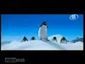 dabkeh penguins