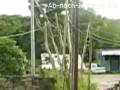 videos de daves rum shop