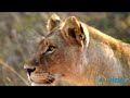Wild Africa, Land and Lodges, Tigers and Lions Wild Africa, Land and Lodges, Tigers and Lions