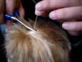 My Child Doll Reroot: Taking the hair off