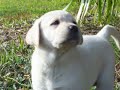 Labrador Puppies