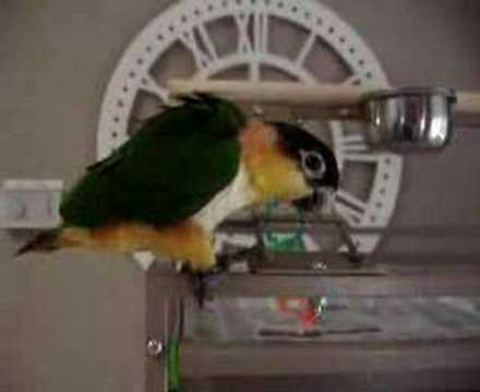 Caillou the Caique 19 wks old