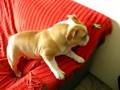Bulldog