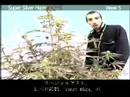 Green House Super Silver Haze Grow with Japanese Subtitles Green House Super Silver Haze Grow with Japanese Subtitles