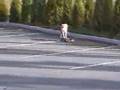 Perro Skater