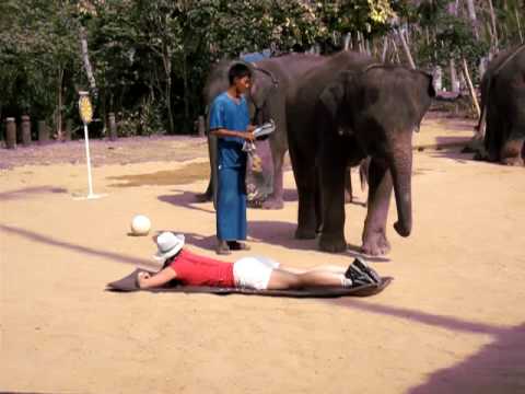 An asian "baby" elephant is giving a thai massage to a finnish girl at Koh Samui island, T