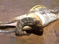 Snake swallows wallaby