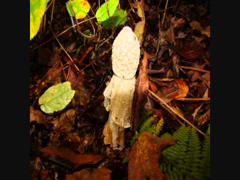 how to kill stinkhorn fungus