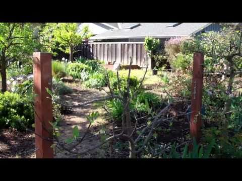 how to train espalier