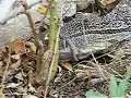 How to Placate a Grumpy Varanid How to Placate a Grumpy Varanid