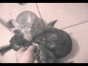 Chins and aplle